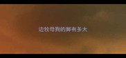 边牧母狗的脚有多大