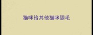 猫咪给其他猫咪舔毛