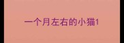 一个月左右的小猫