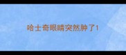 哈士奇眼睛突然肿了