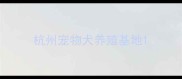 杭州宠物犬养殖基地