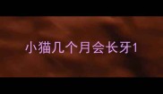小猫几个月会长牙