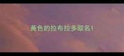 黃色的拉布拉多取名