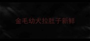 金毛幼犬拉肚子新鲜