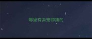 哪里有卖宠物猫的