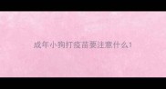 成年小狗打疫苗要注意什么