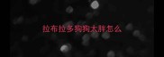 拉布拉多狗狗太胖怎么