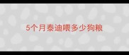 5个月泰迪喂多少狗粮