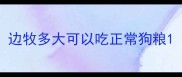 边牧多大可以吃正常狗粮