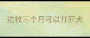 边牧三个月可以打狂犬