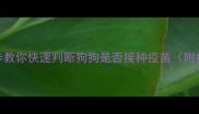 买狗狗前必看3步教你快速判断狗狗是否接种疫苗附疫苗本检查技巧
