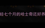 已经七个月的哈士奇还好养吗