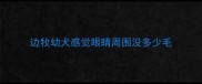 边牧幼犬感觉眼睛周围没多少毛