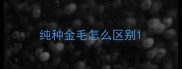 纯种金毛怎么区别