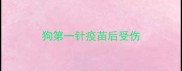狗第一针疫苗后受伤