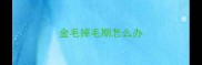 金毛掉毛期怎么办