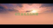 初生金毛怎么料理