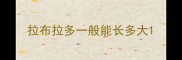 拉布拉多一般能长多大