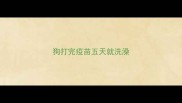 狗打完疫苗五天就洗澡