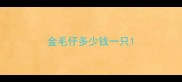 金毛仔多少钱一只