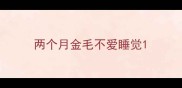 两个月金毛不爱睡觉