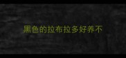 黑色的拉布拉多好养不