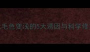 泰迪犬毛色变浅的5大诱因与科学修复方案
