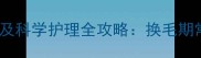 金毛犬换毛最佳时间及科学护理全攻略换毛期常见问题与应对措施