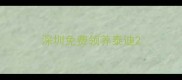 深圳免费领养泰迪