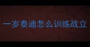 一岁泰迪怎么训练战立