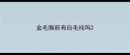 金毛胸前有白毛纯吗