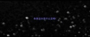 单身适合养什么宠物