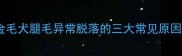 金毛犬腿毛异常脱落的三大常见原因