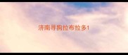 济南寻狗拉布拉多