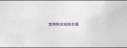 宠物狗吉娃娃衣服
