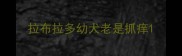 拉布拉多幼犬老是抓痒