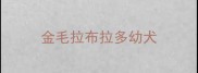 金毛拉布拉多幼犬