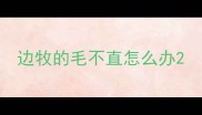 边牧的毛不直怎么办