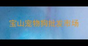 宝山宠物狗批发市场