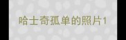 哈士奇孤单的照片