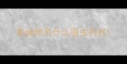 泰迪狗用什么驱虫药好