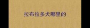 拉布拉多犬哪里的