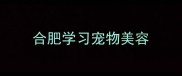合肥学习宠物美容