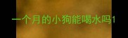 一个月的小狗能喝水吗