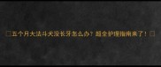 五个月大法斗犬没长牙怎么办超全护理指南来了