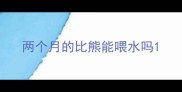 两个月的比熊能喂水吗
