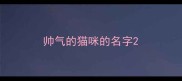 帅气的猫咪的名字