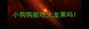 小狗狗能吃火龙果吗
