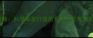 猫咪疫苗接种全攻略科学解答打疫苗会不会打死猫的真相与注意事项