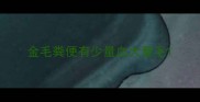 金毛粪便有少量血大量毛